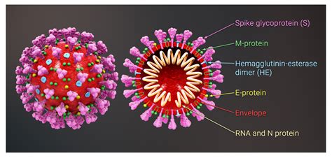 what viruses are similar to the coronavirus